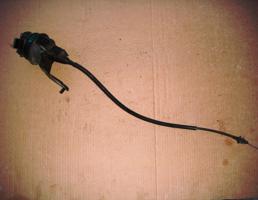 Блок (привод) круизконтроля для JEEP GRAND CHEROKEE (WJ) 1999-2004  запчасти бу