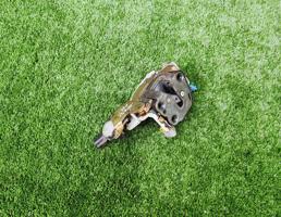 Замок двери передней правой для NISSAN CEFIRO (A32) 1994-1999  запчасти бу